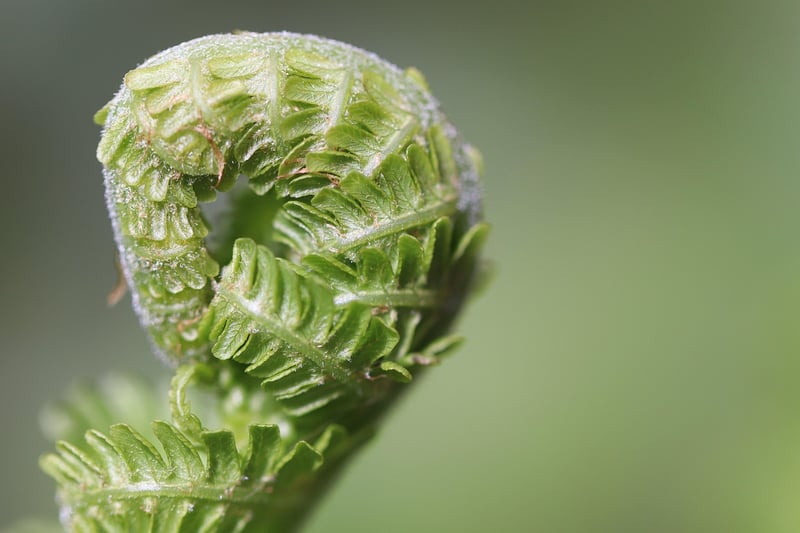 Sustainable gardening tips